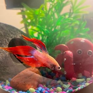 Meet your Posher, Bc